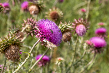 Beautiful purple thistle flower. Pink flower burdock. Burdock flower spiny close up. Flowering medicinal plants are thistle or milk thistle. Milk Thistle plant. Soft selective not deep focus