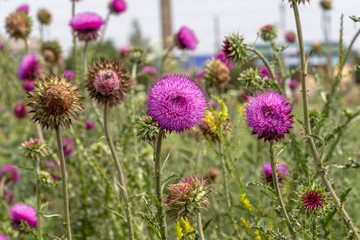 Beautiful purple thistle flower. Pink flower burdock. Burdock flower spiny close up. Flowering medicinal plants are thistle or milk thistle. Milk Thistle plant. Soft selective not deep focus