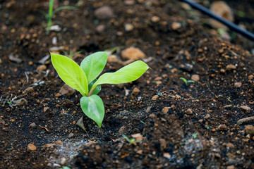 indina agriculture ,  banana field