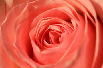 close-up of a blooming red rose