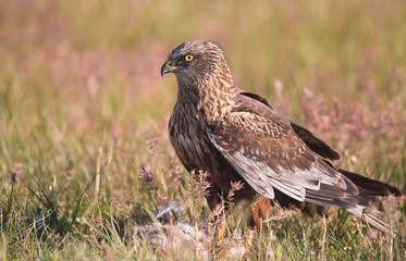 marsh harrier on the ground in search for food
