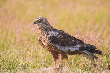 marsh harrier on the ground in search for food