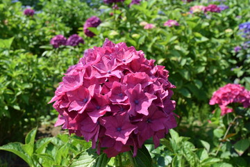 コメット（アジサイ）