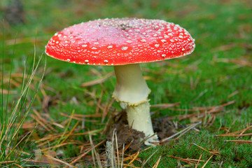 Red mushroom with dots. Amanita muscaria. Poisonous mushroom in forest. Blurred background. Amanita muscaria in forest with blurred background. Blurred background. Poisonous mushroom in forest