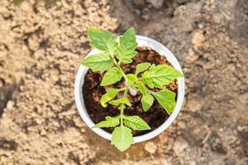 Young seedlings sprouted in a glass in early spring