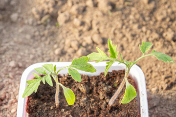 Young seedlings sprouted in a glass in early spring