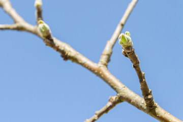 In early spring, the green leaves on the trees bloom from ripe buds