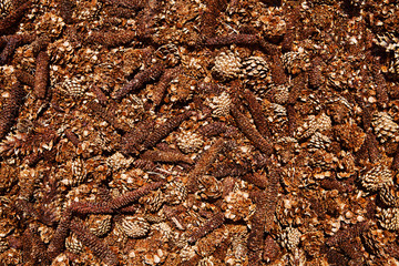 Christmas theme, cones texture. Background full of cones of different types of coniferous trees. Hundreds of cones texture. Pattern of brown pinnacles, top view. Xmas theme, Christmas theme background