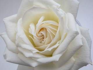 White rose in top view, with details. Symbol of romance, love, peace and harmony.