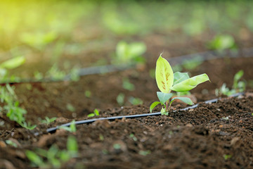 indina agriculture ,  banana field