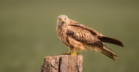Red kite perched looking around for food