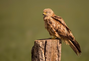 Red kite perched looking around for food