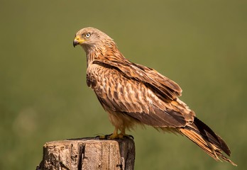 Red kite perched looking around for food