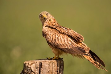 Red kite perched looking around for food