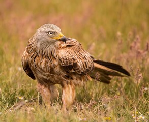 Red kite on the ground searching for food