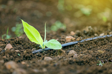 indina agriculture ,  banana field