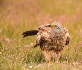 Red kite on the ground searching for food