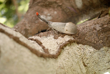 Lantern bug insect on tree trunk