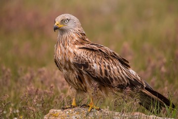 Red kite on the ground searching for food