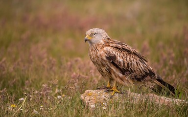 Red kite on the ground searching for food