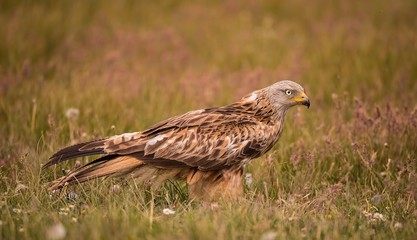 Red kite on the ground searching for food