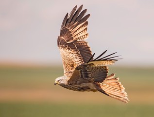 Red kite in flight