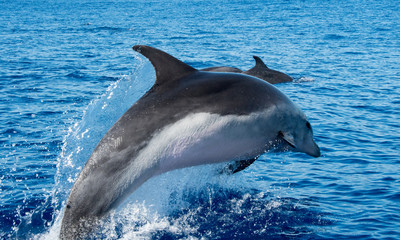 wale watching on the wonderful island of Madeira: Wild bottlenose dolphin jumping out of the water; Portugal, Europe.