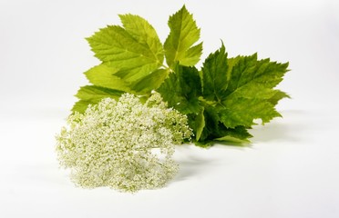 Meisterwurz Naturheilkunde