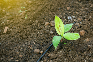 indina agriculture ,  banana field