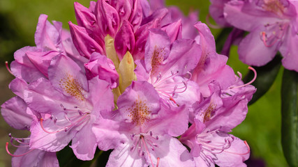 butterfly flying and collecting nectar from the blooming pink rhododendron flowers.
