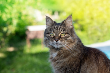 Naklejka na ściany i meble Cute siberian cat in the summer garden