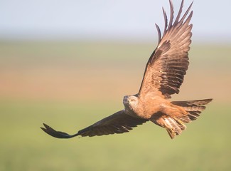 Black kite in flight