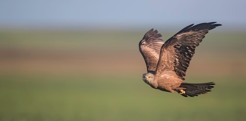 Black kite in flight