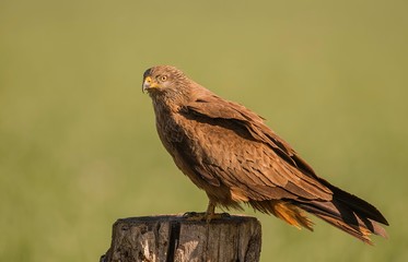 Black kite looking around for food