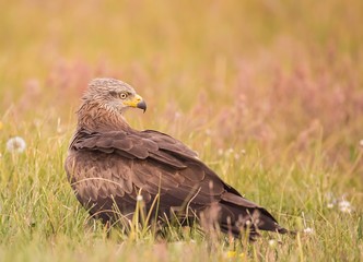 Black kite looking around for food