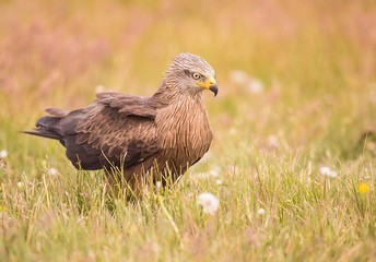 Black kite looking around for food