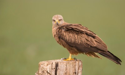 Black kite looking around for food