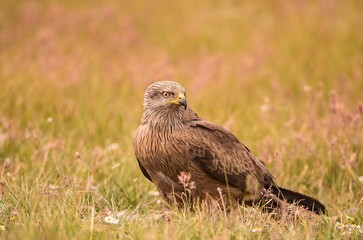 Black kite looking around for food