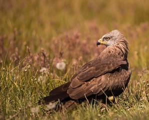 Black kite on the ground looking for food