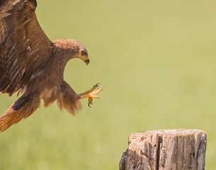 Black kite flying around in search for food