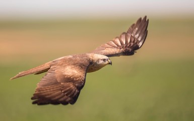 Black kite flying around in search for food