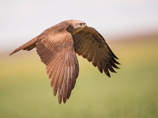 Black kite flying around in search for food