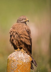 Red kite perched in search for food