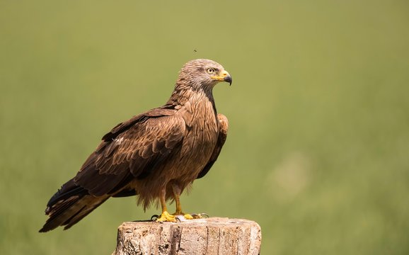 Black kite perched