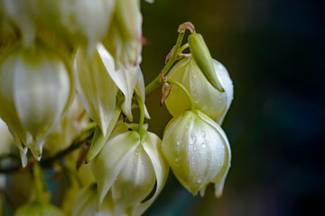 Beautiful flowers of Yucca palm