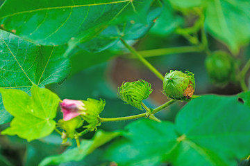indian cotton field
