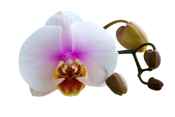 Obraz premium flowers orchids isolated on white background
