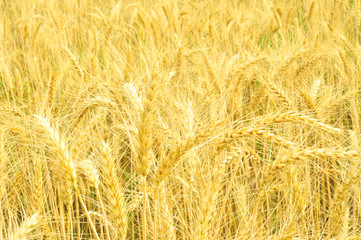 The golden wheat field and the hot summer sunny day