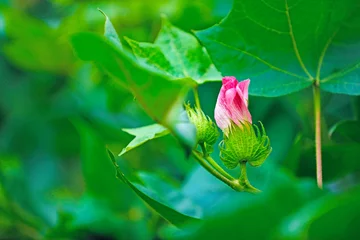 Keuken achterwand Groen indian cotton field  © PRASANNAPIX