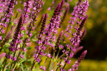 Obraz premium Close up lavender stems on defused field background